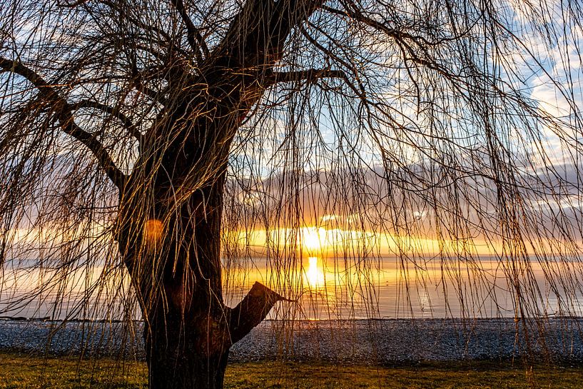 Coucher de soleil Silhouette Hêtre suspendu par Dieter Walther
