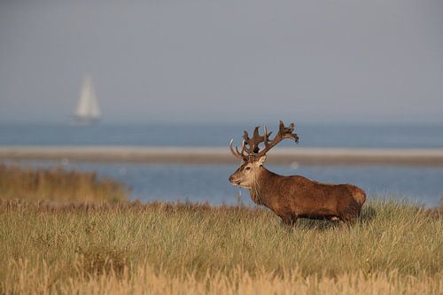 Herten tijdens de bronst in het Nationaal Park Vorpommersche Boddenlandschaft