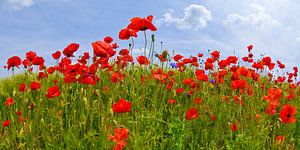 Champ de coquelicots