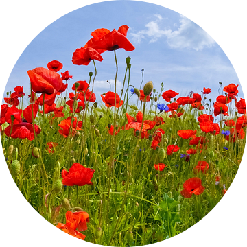 Papaver veld van Melanie Viola