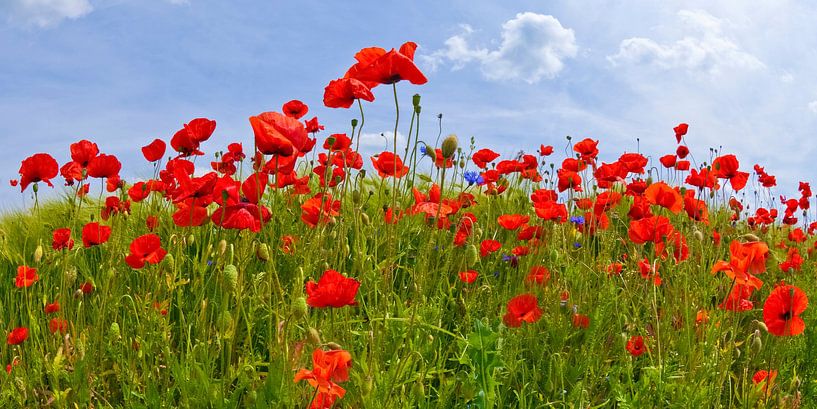 Field Of Red Poppies by Melanie Viola