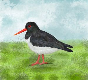 Ein Austernfischer auf der Wiese