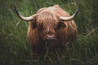 Schotse hooglander