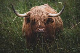 Scottish Highlander
