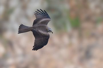 Cerf-volant noir sur Lex van Doorn