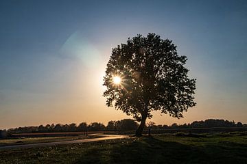 Abendsonne von Ronenvief