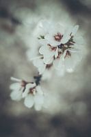 Fleurs d'amandier