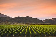 Vineyard in Blenheim, New Zealand by Tom in 't Veld thumbnail