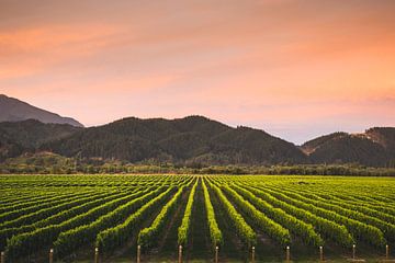 Wijngaard in Blenheim, Nieuw-Zeeland van Tom in 't Veld