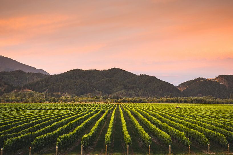 Vineyard in Blenheim, New Zealand by Tom in 't Veld