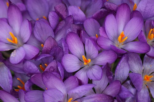 Veld met paarse krokussen in detail
