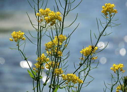 Waterpracht in Holland