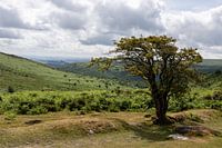 Boom in Dartmoor