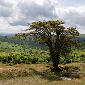 Boom in Dartmoor van Ingrid van Sichem