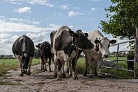 Cows