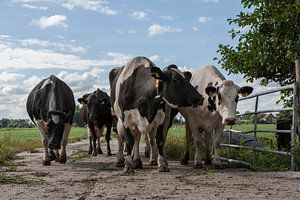 Vaches