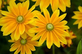 Gele bloemen by Photography by Karim