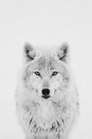 Wolf in Schwarz-Weiß