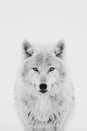 Wolf in Schwarz-Weiß