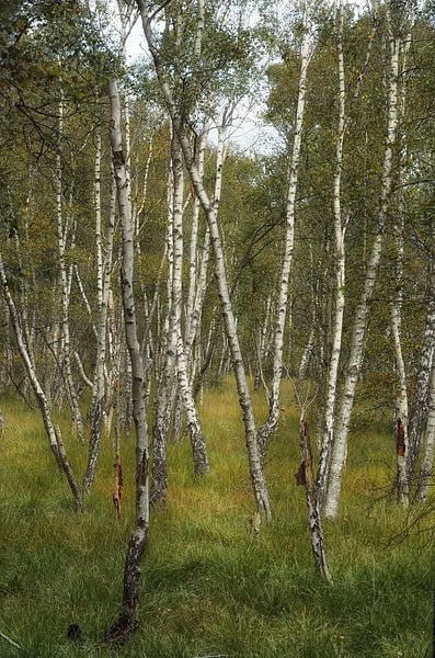 Birches by Iris Heuer