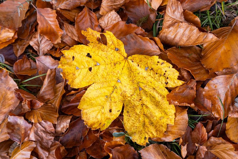 Bladeren van Teresa Bauer