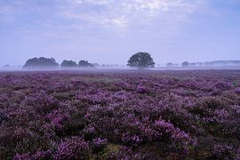 Blühende Heidelandschaft auf der Veluwe von Rick Kloekke