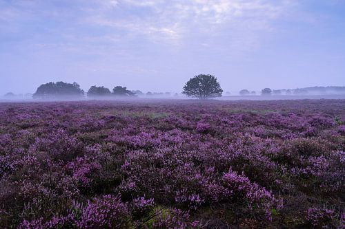 Bloeiende heide op de Veluwe