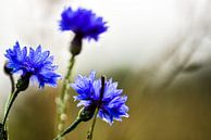 korenbloemen in het veld van Marjo Kusters thumbnail