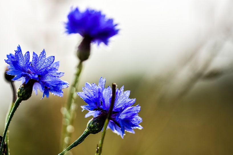 korenbloemen in het veld van Marjo Kusters