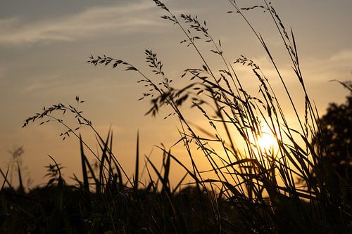 Sunset seen through the blades of grass. Without clouds.
