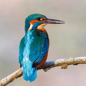 Eisvogel im ersten Winterlicht von Daniela Beyer