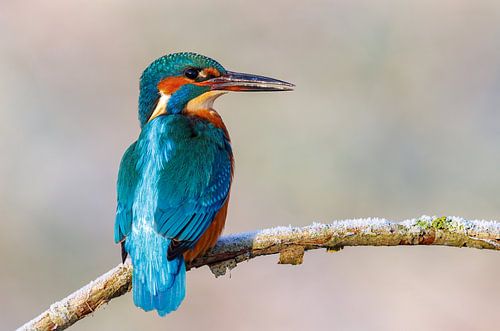 Kingfisher in the first winter light
