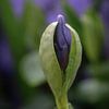 a purple flower bud in the soft spring light by Christina Bauer Photos
