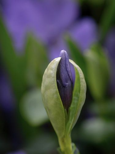 paarse bloemknop in het zachte lentelicht