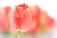 Sweet fresh Tulip... (2) (bloem, tulp) von Bob Daalder Miniaturansicht
