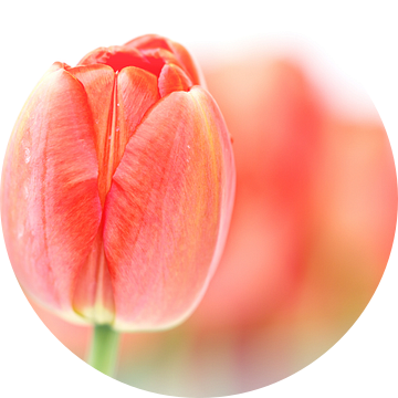 Sweet fresh Tulip... (2) (bloem, tulp) van Bob Daalder