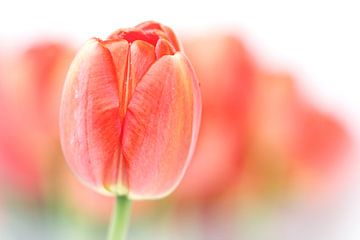 Sweet fresh Tulip... (2) (bloem, tulp) van Bob Daalder