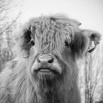 zwart wit schotse hooglander  kalf