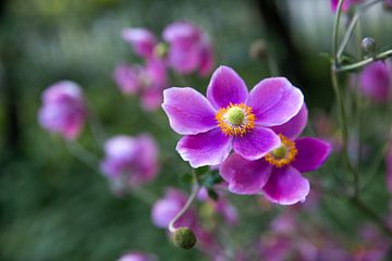 Anemonen in roze van Martina Weidner