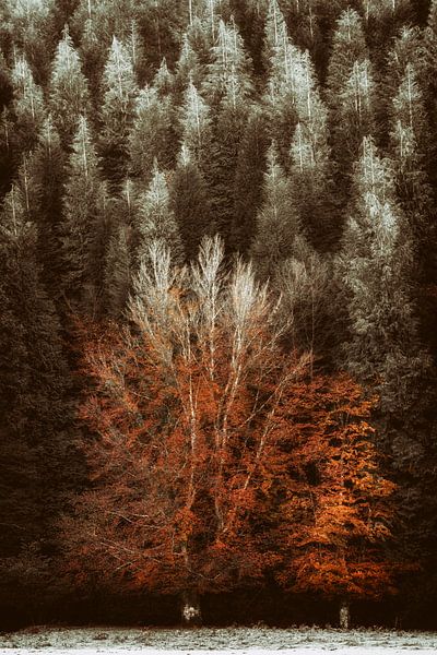 Blink Uit! van Lars van de Goor