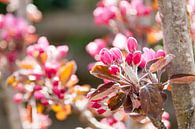 Tak met roze appelbloesem in het voorjaar van Ans van Heck thumbnail