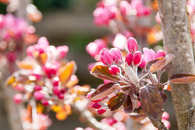 Tak met roze appelbloesem in het voorjaar van Ans van Heck