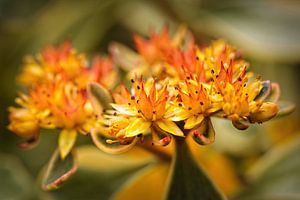 Sedum