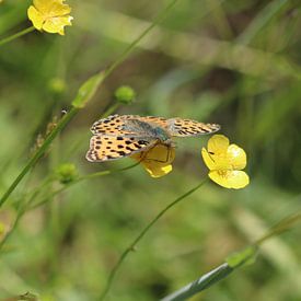 Small mother-of-pearl butterfly by Matthias Brix