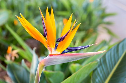 Macro Crane flower Strelitzia reginaei