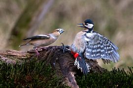 Hawfinch vs Great spotted woodpecker by Gerard Manders