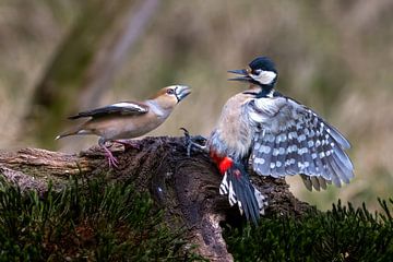 Chardonneret élégant vs Pic épeiche
