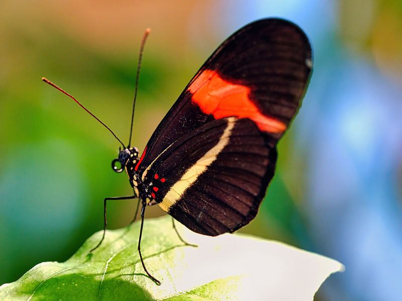 Butterfly by Eduard Lamping