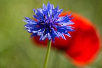 Blauwe korenbloem in rood papaverveld