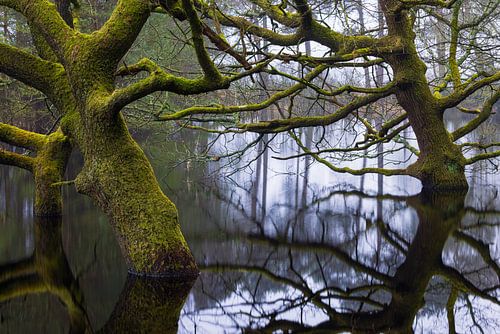 Dwingelderveld - Drenthe (Nederland)